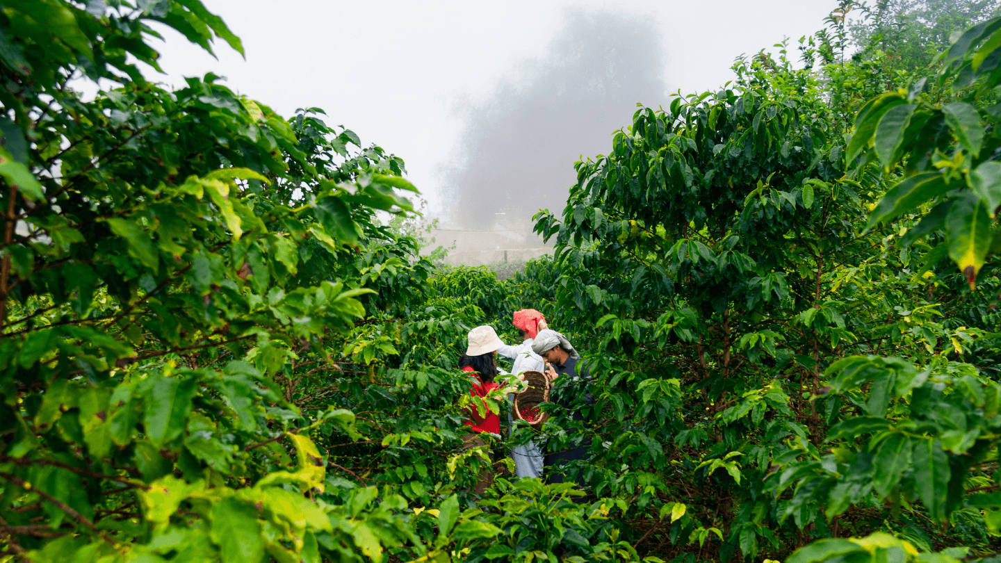 Jelajahi desa misterius, perkebunan kopi, dan nikmati kuliner lokal.