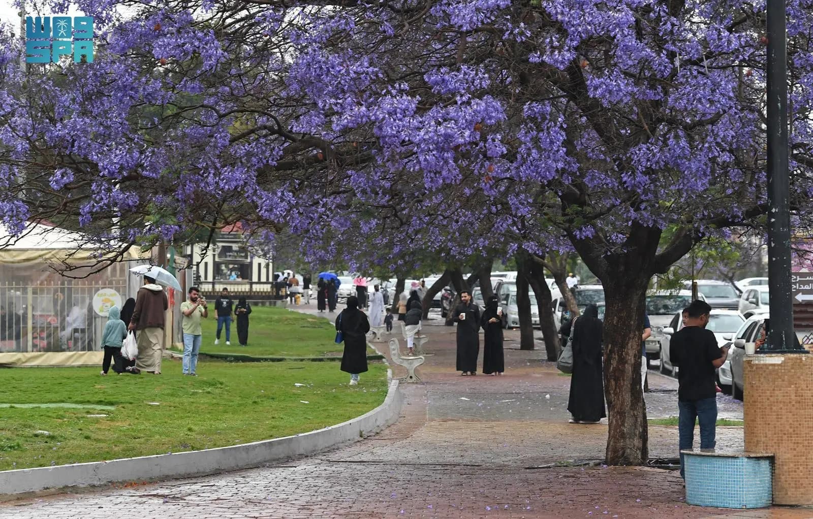Violet Tour di Asir dengan transportasi dan pemandu wisata.