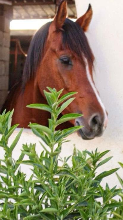 Rasakan pengalaman berkuda di Fal Al Ezz Equestrian Center.