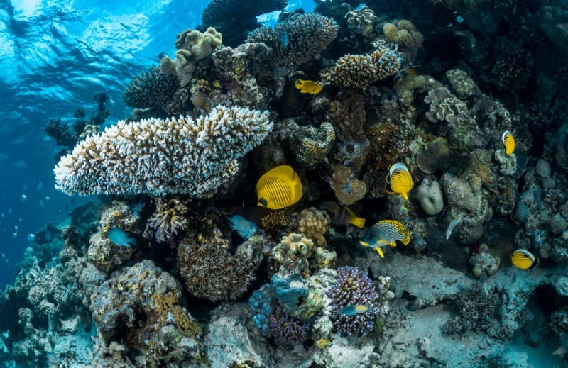 Pengalaman menyelam di Laut Merah di Jeddah.