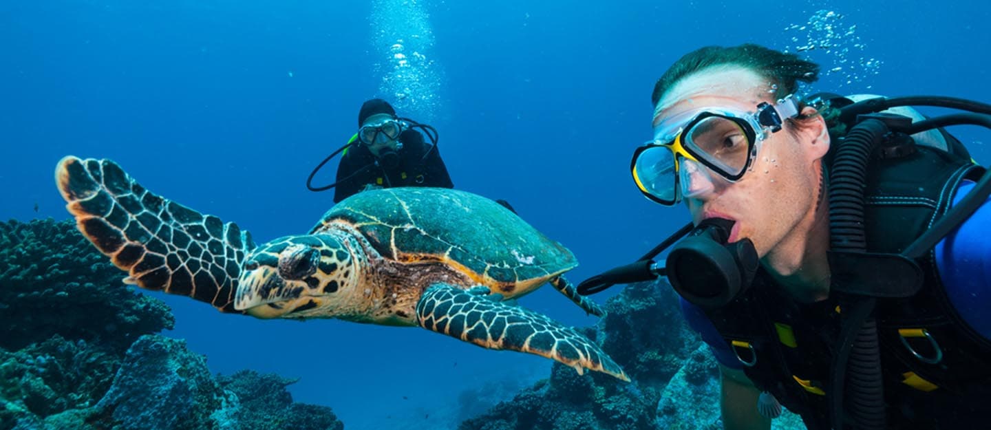 Pengalaman menyelam di Laut Merah di Jeddah.